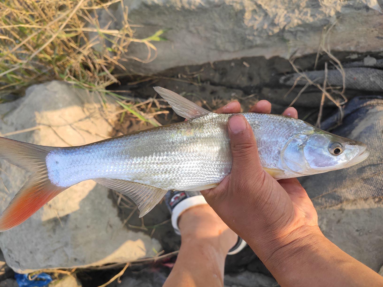 春季钓翘嘴鱼的最佳水深（春季钓鱼的黄金法则详细讲解）