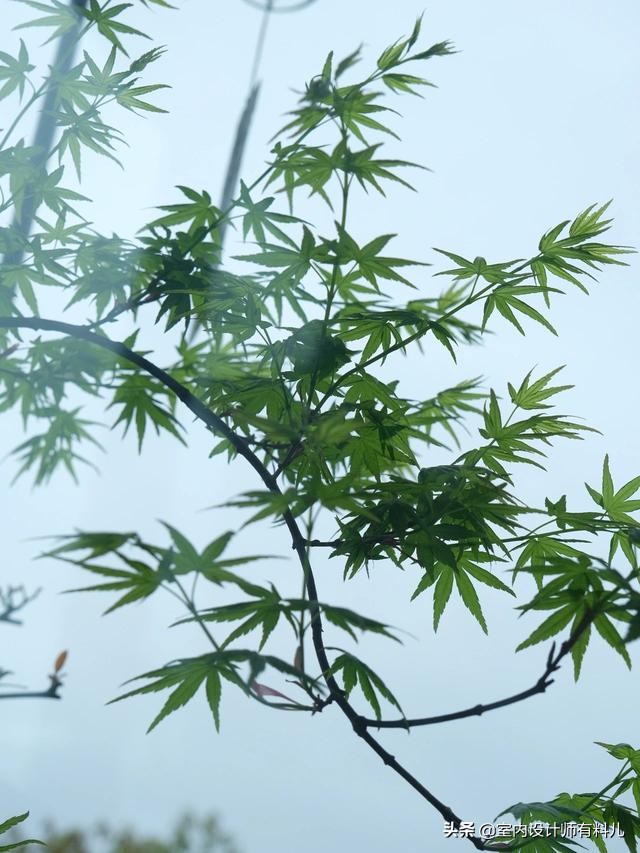 她家135㎡极简原木风，无沙发、茶几、电视，一张餐桌承载所有
