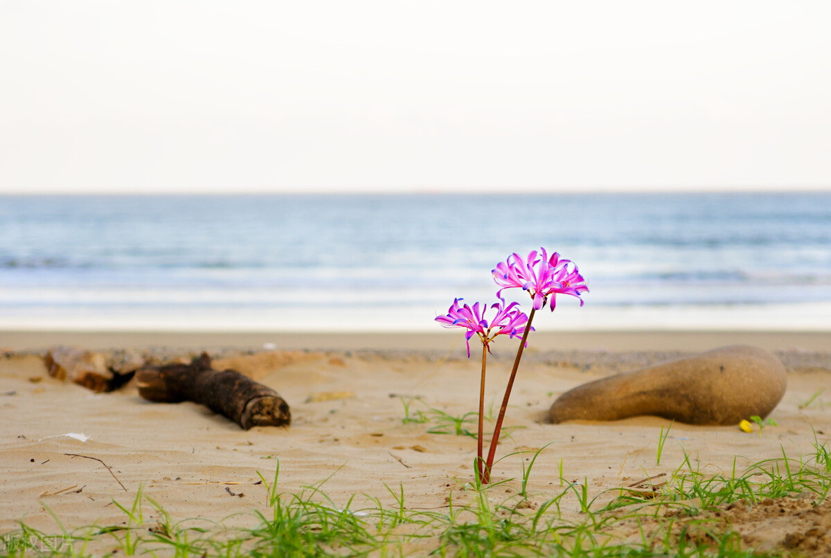 漂亮的大海高清图片大全。海边唯美风景。蓝天大海风光，美丽治愈