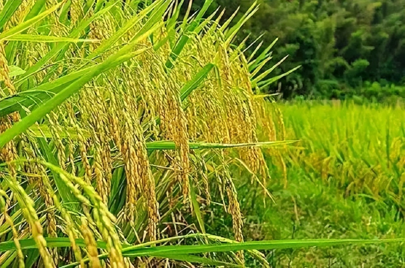 水稻外源DNA导入机制 国稻种芯-章成君：基因融合又被证实