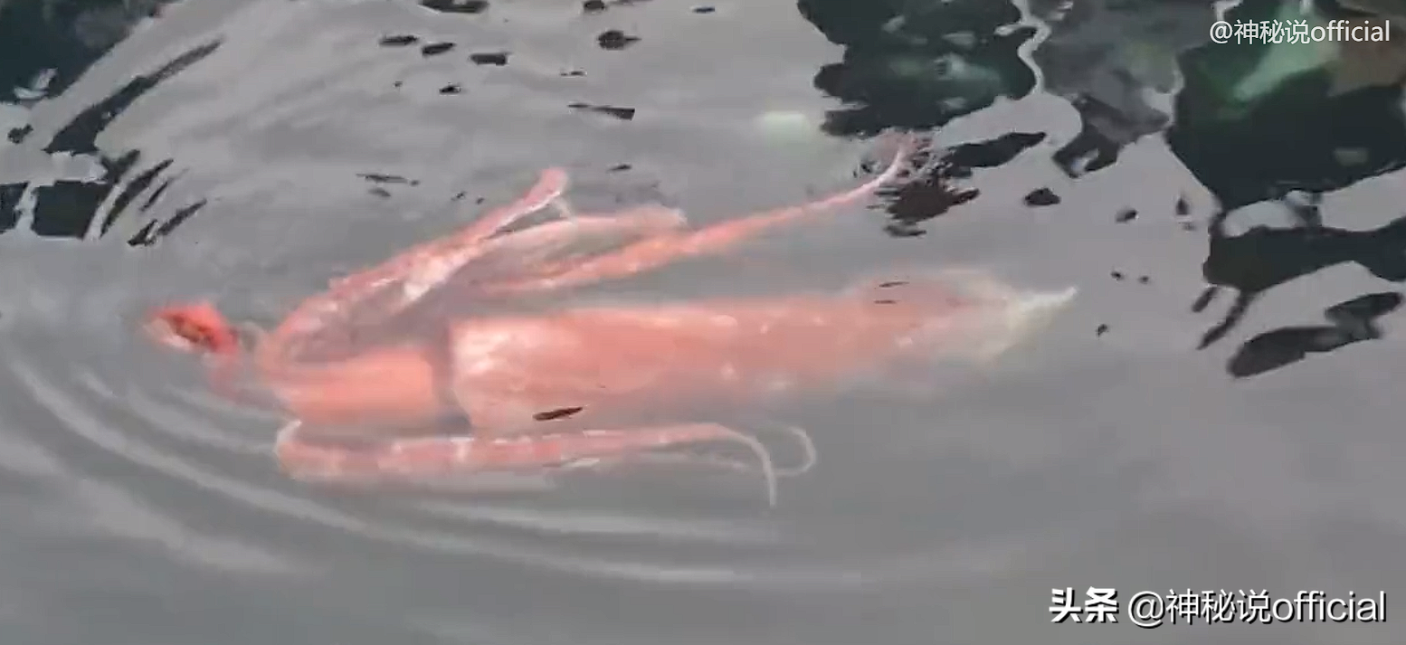 富士山噴發前兆？日本海岸驚現“巨型魷魚”，7小時連發4次地震？