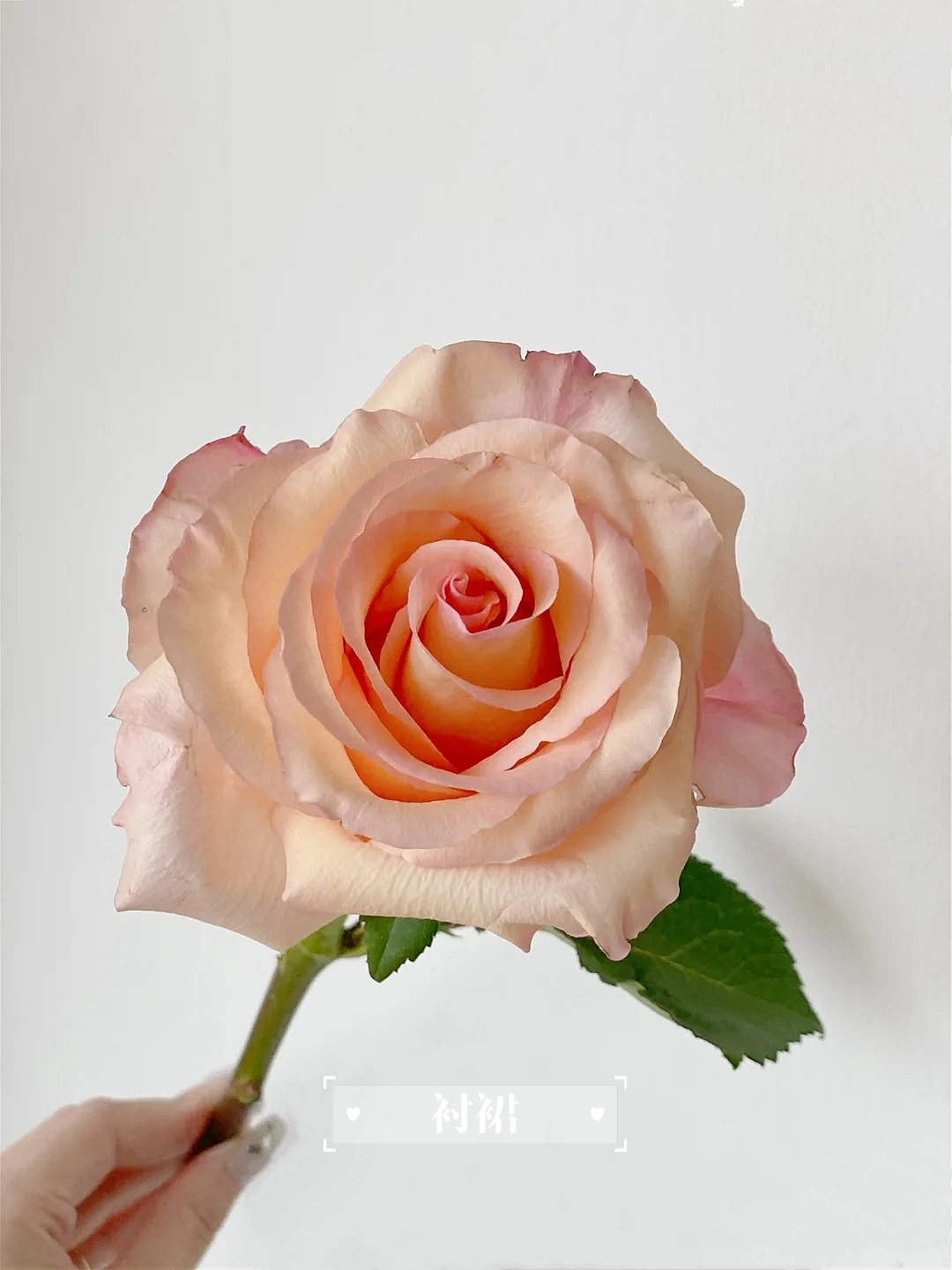 肉色玫瑰的花语图片
