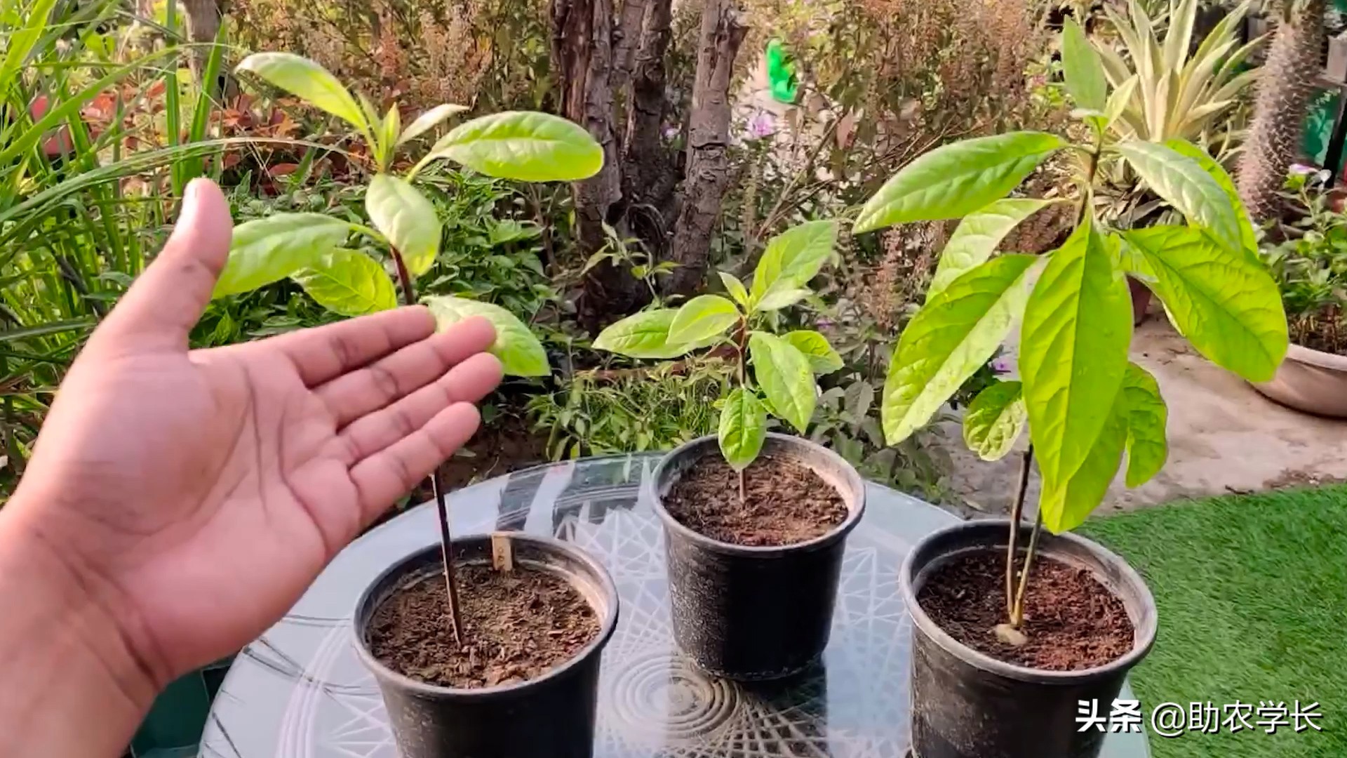 牛油果核怎么种盆栽（牛油果盆栽的种植方法）