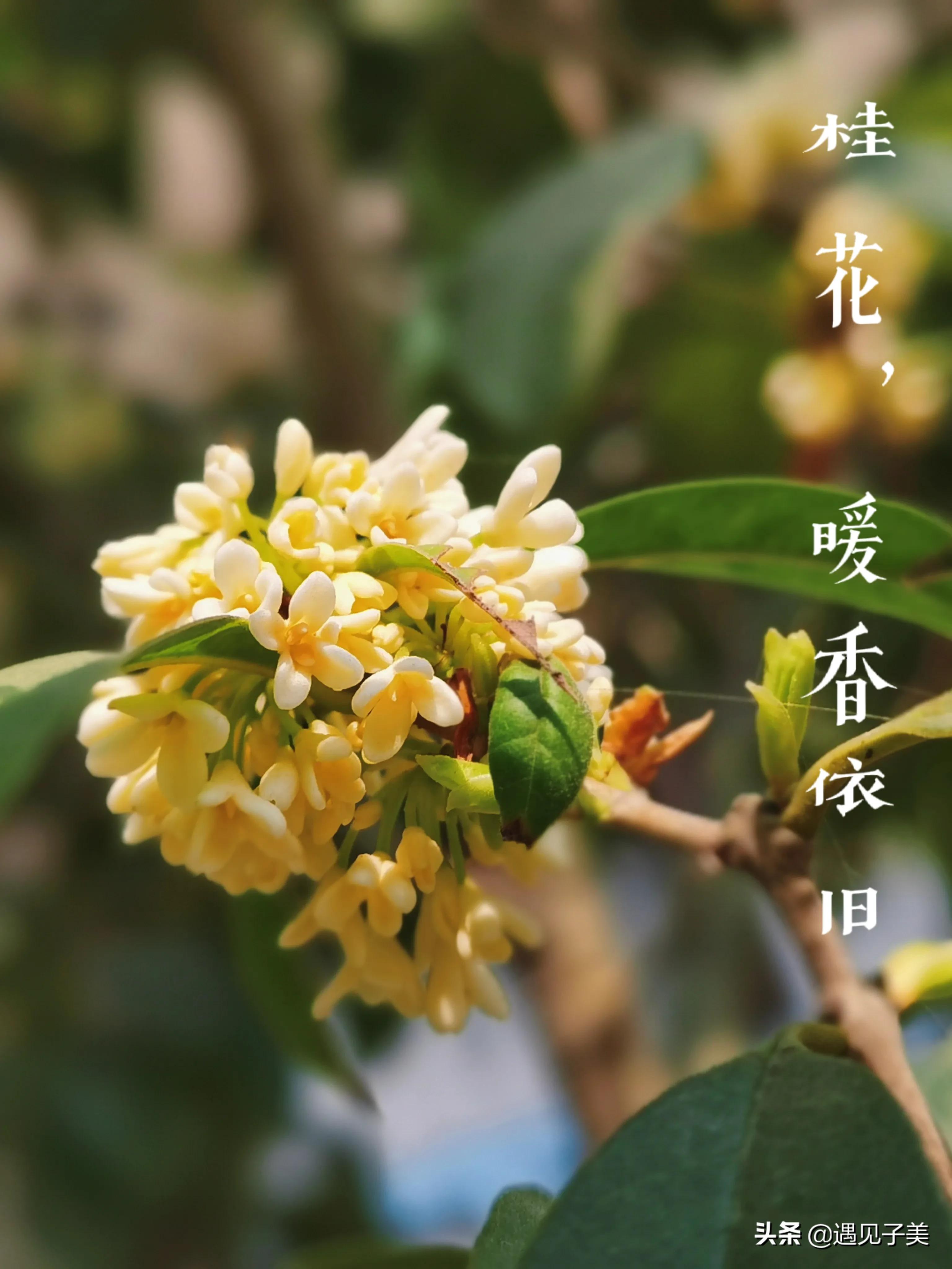 散文：冬日暖香，桂花袭人