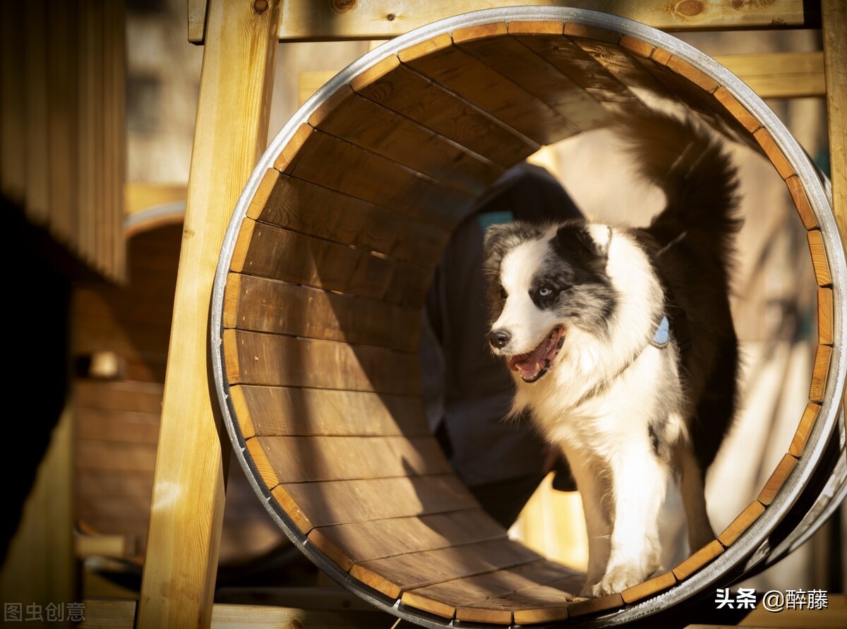 《一条狗的使命》，解压的一部电影