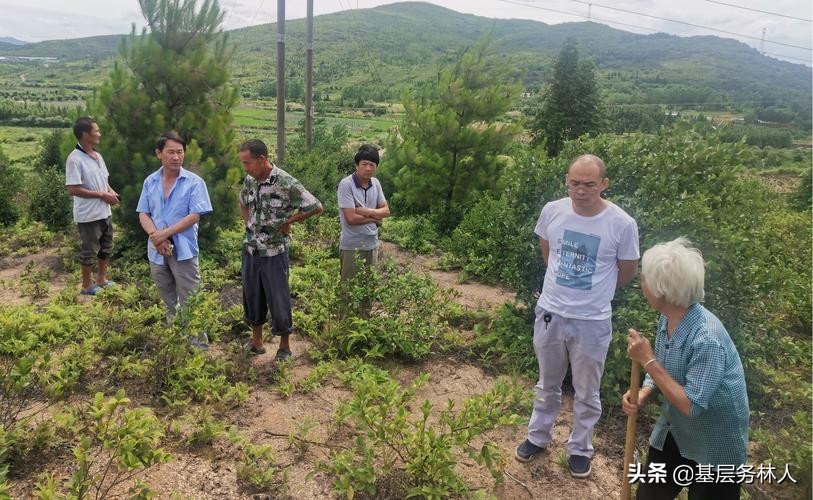 村委会与林场林地权属争议纠纷一案以案释法案例