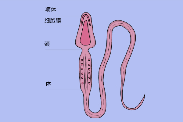 男性三角内裤和平角裤，区别在哪？为啥男性内裤前面有个兜？