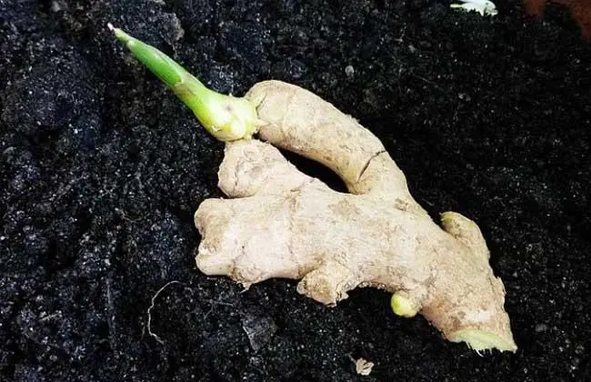 发芽的洋葱、生姜、大蒜、山药、花生，哪些食物发芽后不能吃？