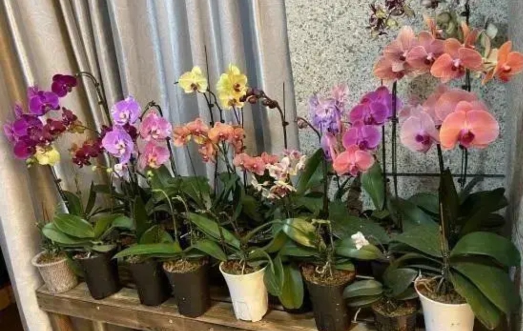 蝴蝶蘭什么時候開花,家養(yǎng)蝴蝶蘭什么時候開花