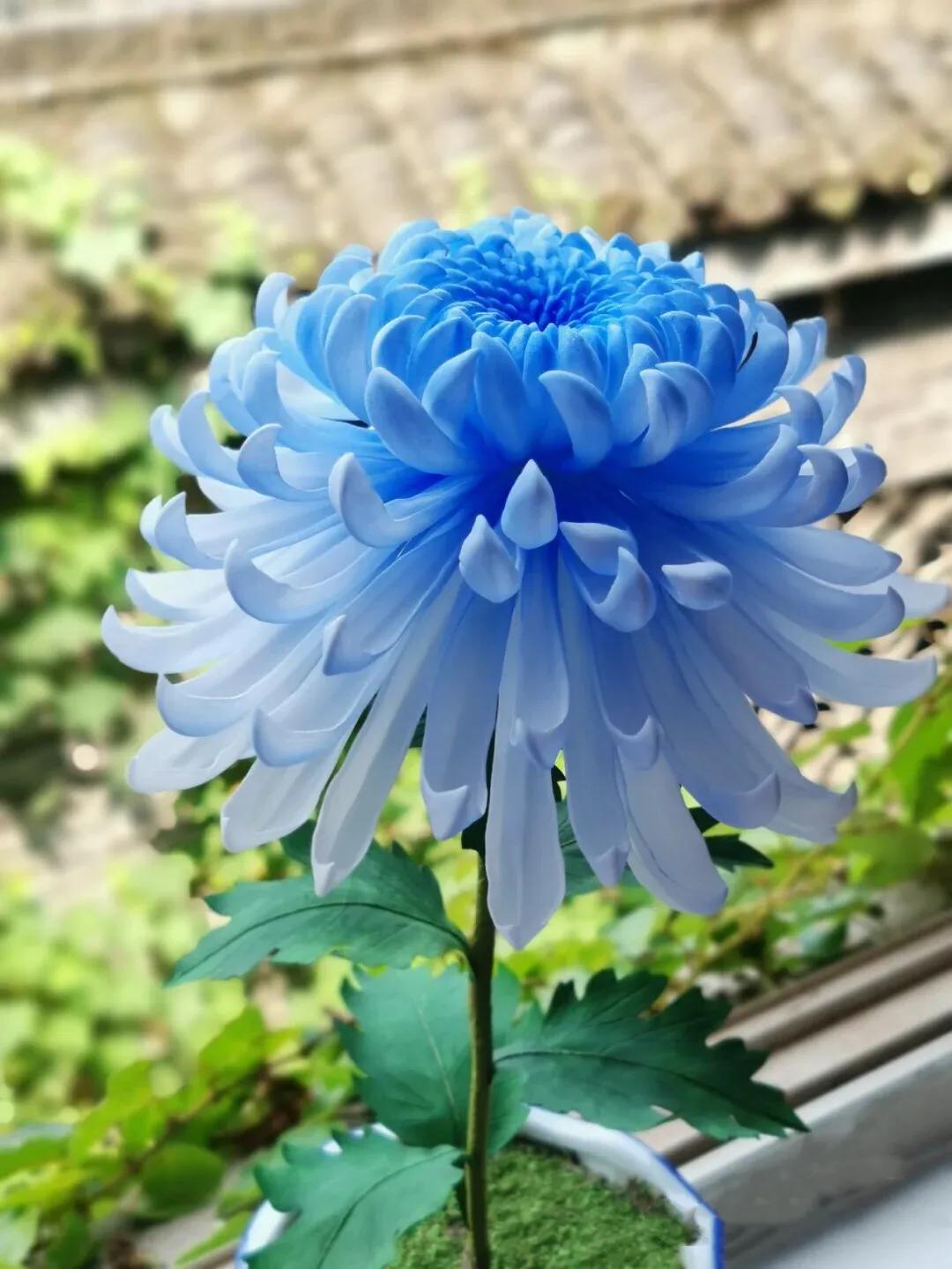 蓝色菊花也有勇敢的意思,表示爱意的时候,可以送给自己喜欢的女孩子.