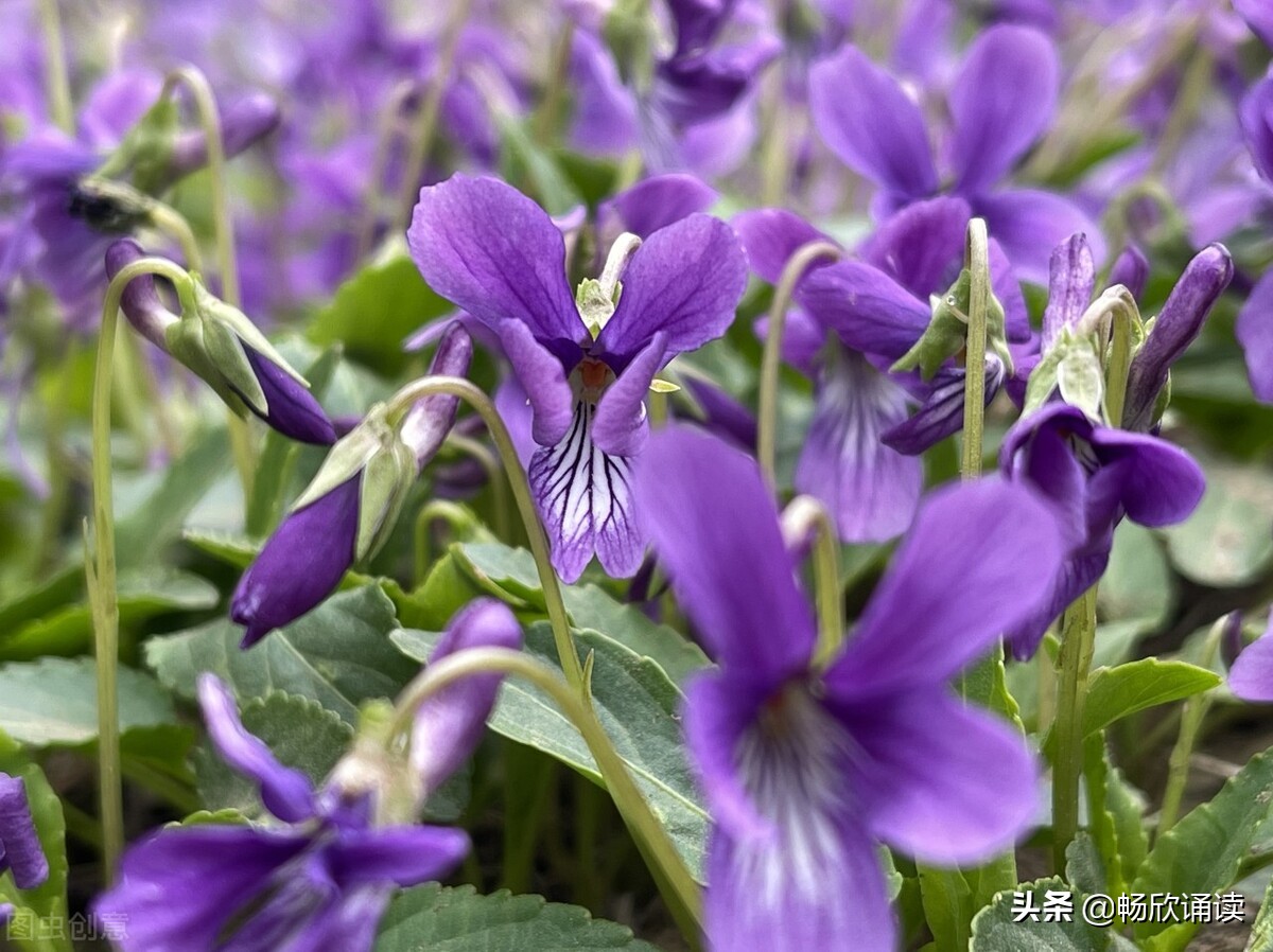 夏至草的作用与功效（春天常见的野菜图鉴）