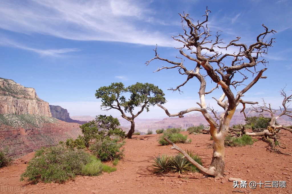 荒野求生：打算看不同政见两名政客在荒岛上掐架，但节目组失算了