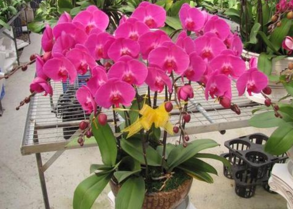 蝴蝶蘭什么時候開花,家養(yǎng)蝴蝶蘭什么時候開花