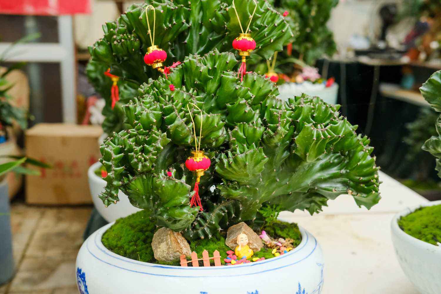 客厅养花“讲究大”，别随便，这6种，贵气不俗，养人旺家