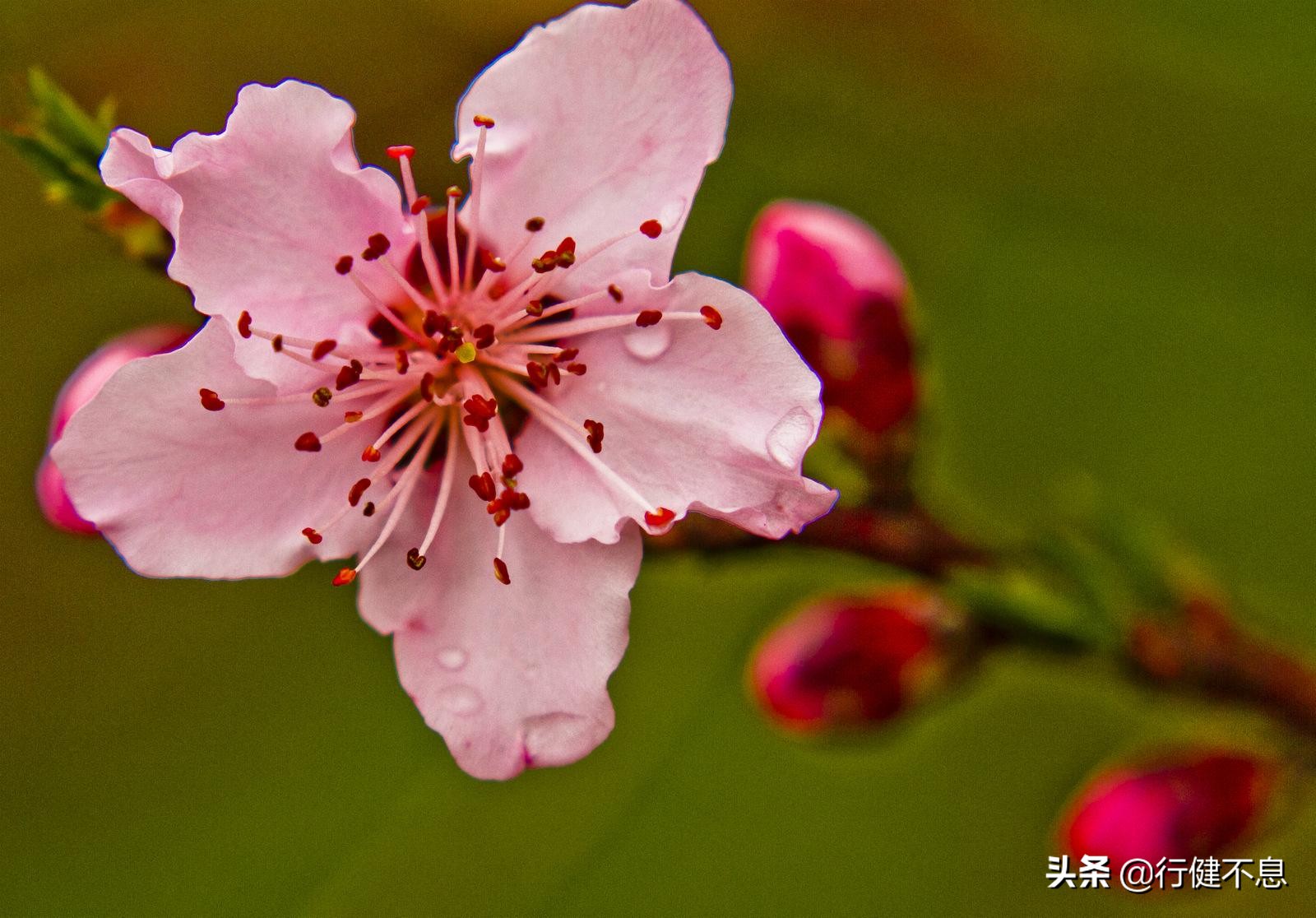 花为媒：十二首著名的桃花诗，展示大诗人们的桃花情结