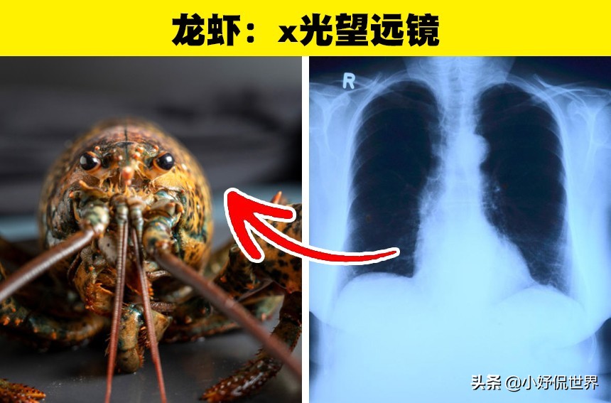 伟大的科学：人类在动物身上获得灵感，从而创造的7个发明