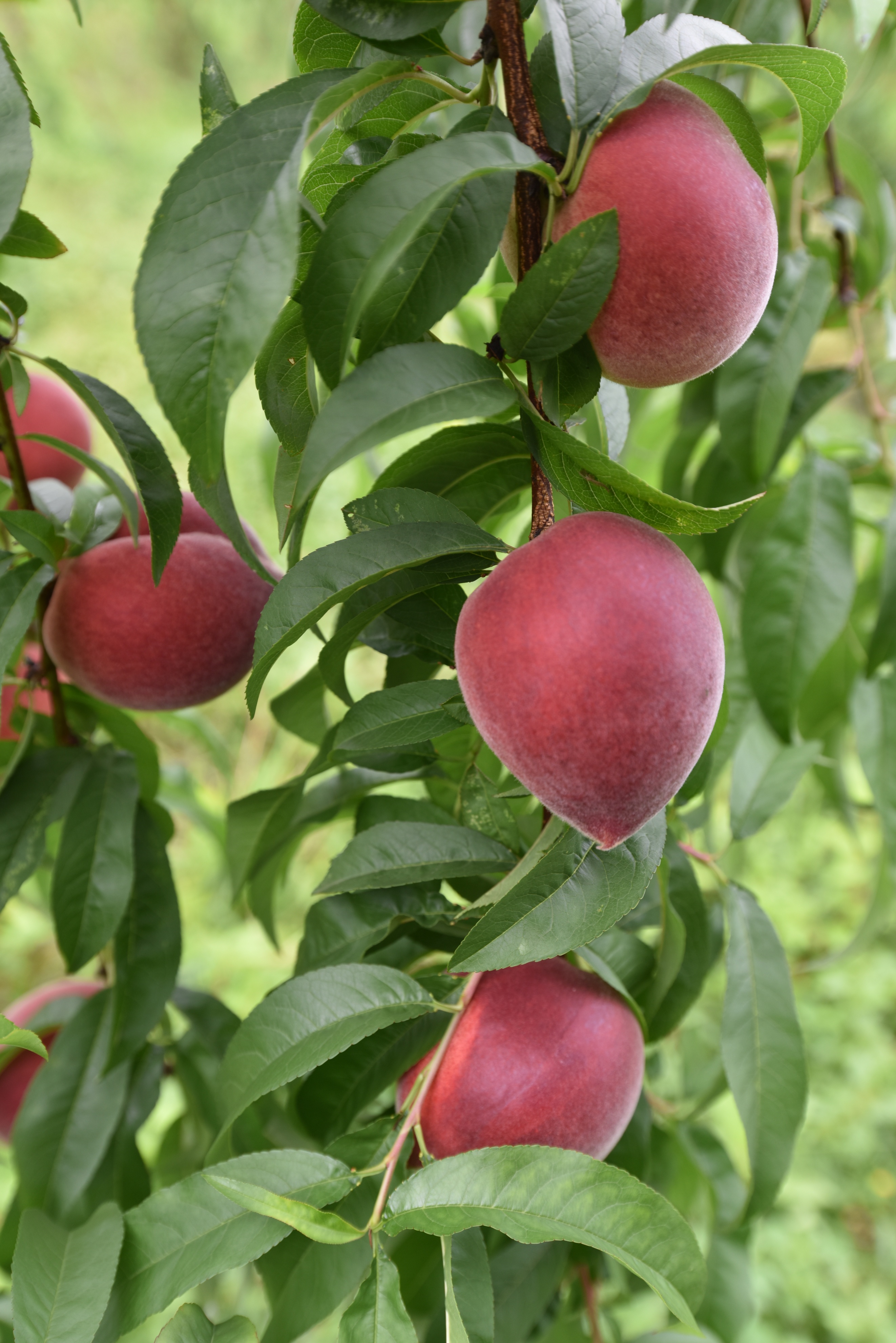 开园了，快来摘桃子——上饶市果丰苑家庭农场百亩桃园开园