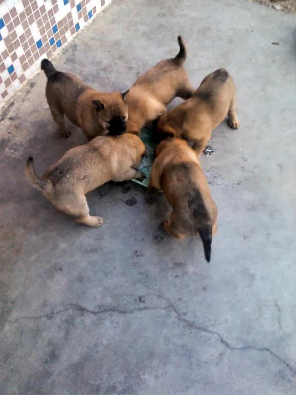 鸡犬相闻,鸡飞狗跳,鸡犬不宁,偷鸡摸狗,淮王鸡狗,鸡和狗的成语不少,但