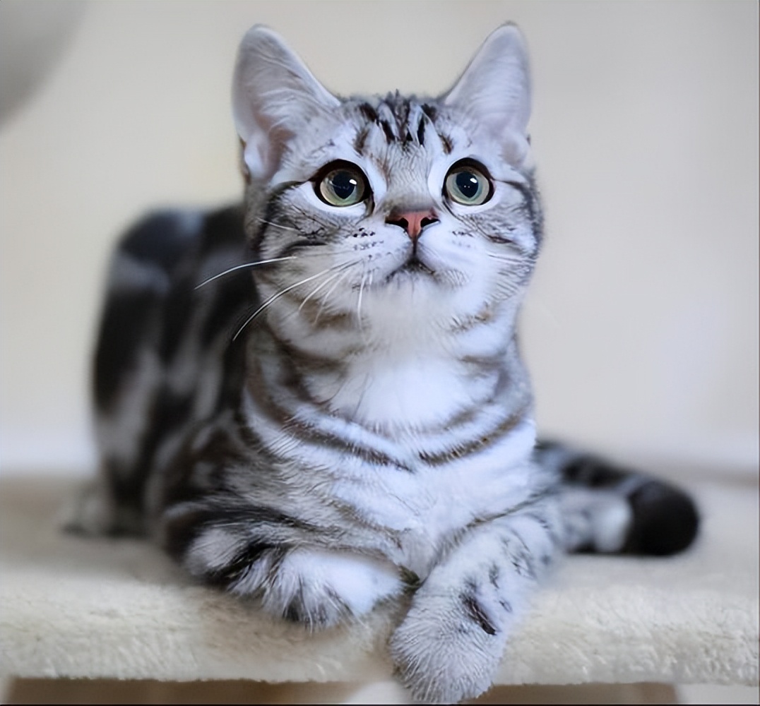 "英短猫"和"美短猫"哪个更好?了解了才知道,原来差别很大