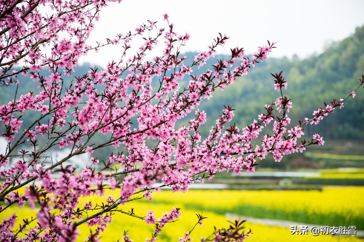 ​仲春明丽桃花美词五首：一笔远村如抹，屋角有桃花，是谁家？