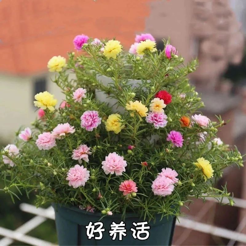 好看的花草有哪些（推荐7种越晒越泼辣的漂亮花）