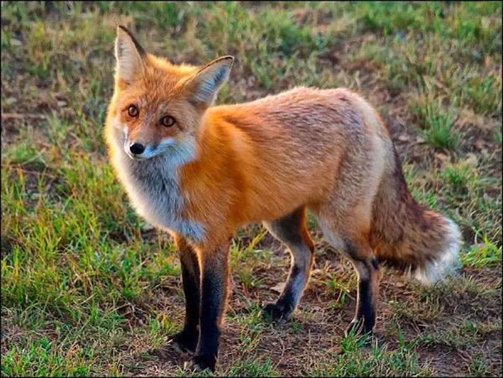 不同肤色的人种可以生育混血儿，为何黄牛和水牛却不能杂交生育？