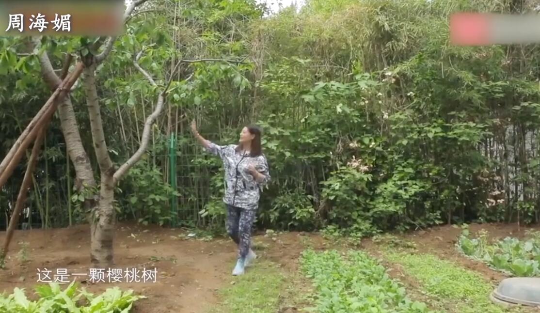 是女明星也是“菜农”！柳岩吃过刘亦菲种的茄子，张馨予家有农场