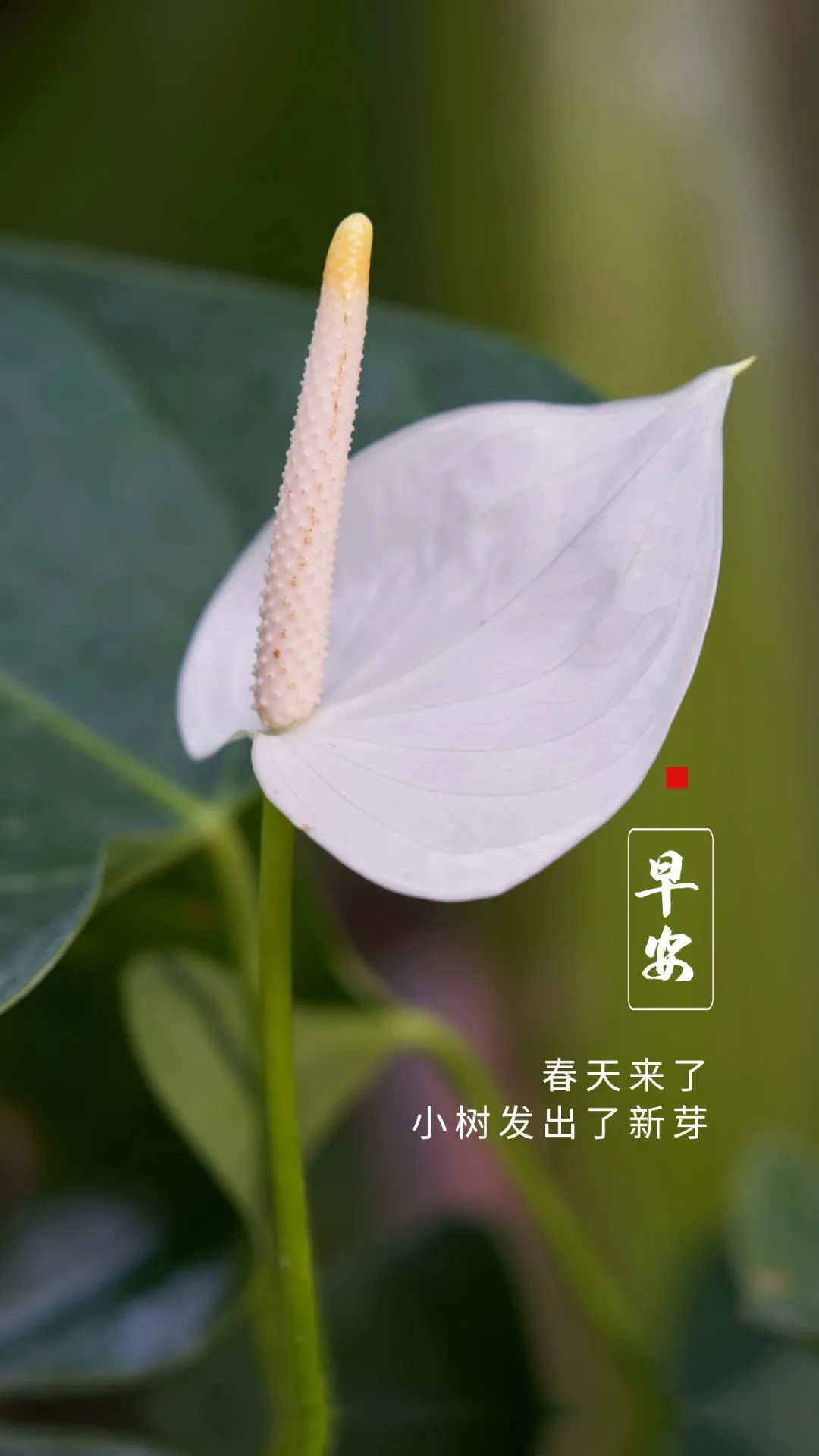 新的一年,感谢所有对我好的人,早上好