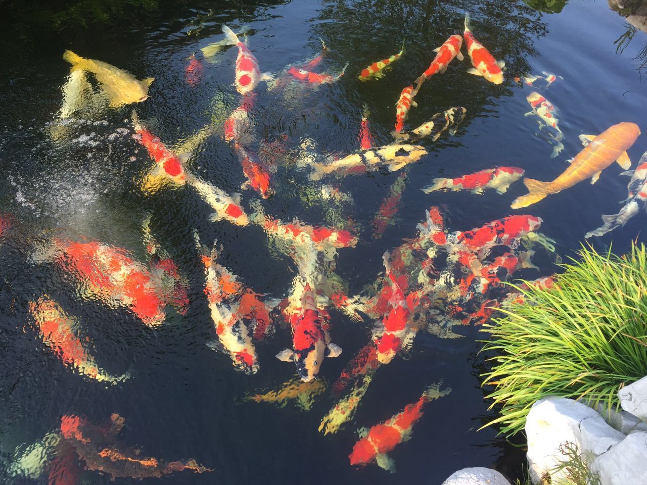 如果在山上挖一个池塘，不放鱼，里面会慢慢有鱼吗？