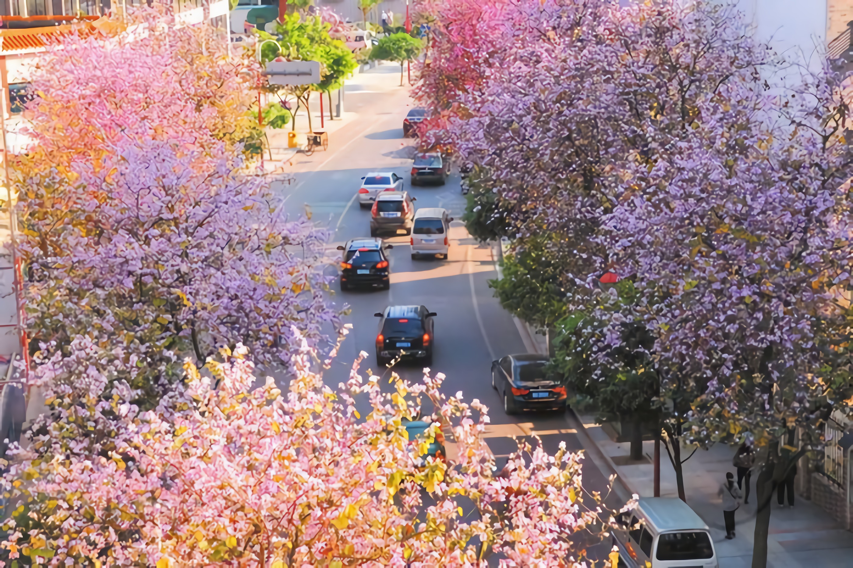 紫荆花 / 广西柳州