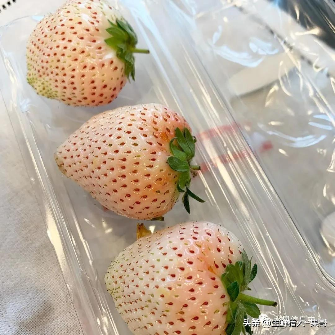 越秀草莓图片（中国草莓主要产地分布及品种介绍）