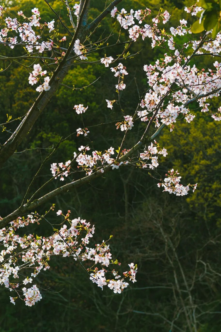 芳菲四月，花“漾”舟山，这份全岛赏花攻略 踏春路线请收好~