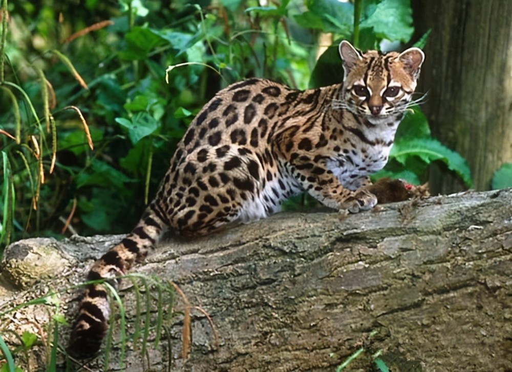 甘肃灵台发现一野生"石虎",连咬7,8只兔子后,被困于兔笼中