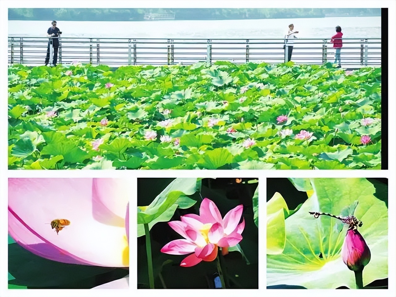 夏天游太原，收好这份“昼赏荷花夜赏景”路线图