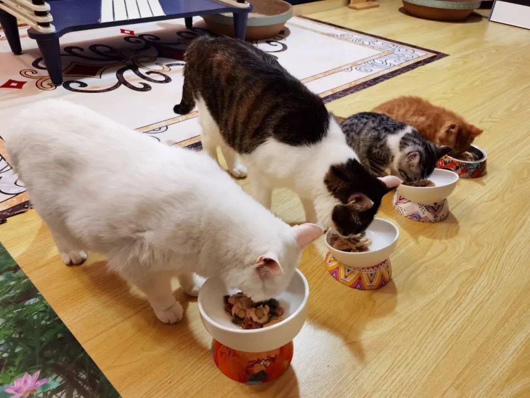 快猫怎么注册（成立一年营收千万）