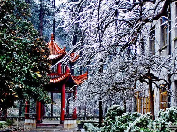 每座校园都有自己的代表植物，你就读的校园哪一种植物最出名？