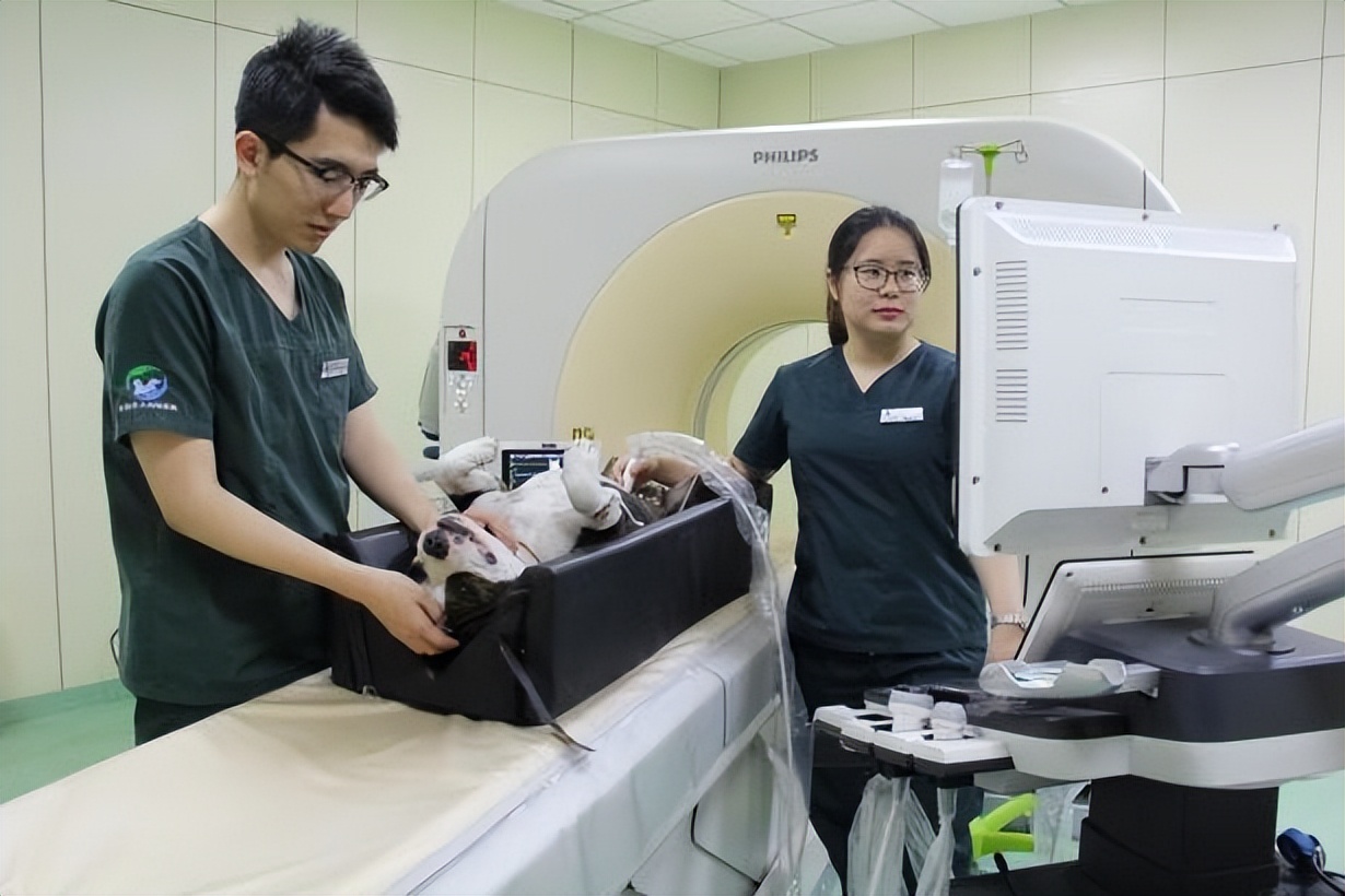 央视报道！救护国宝，毕业入职世界名企！他们都就读于北京这个“王牌”专业