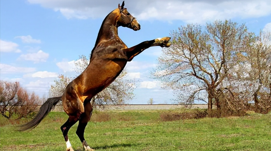 全球最贵的九种马，价值四亿的马你见过吗？汗血宝马无缘榜首