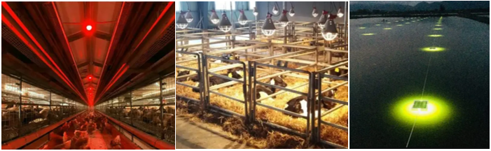 与万喜红对话：天电光电，开创LED照明科技新视界