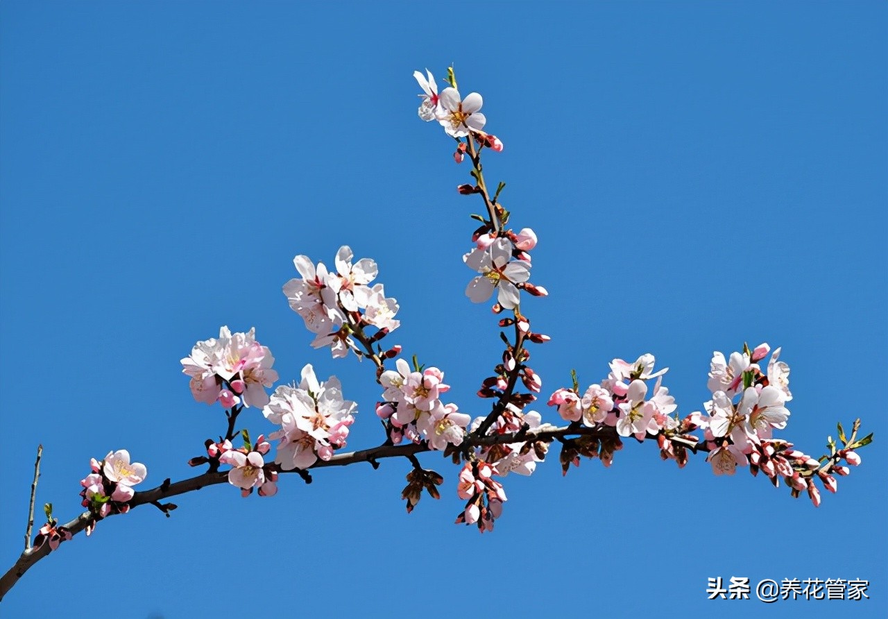 杏花几月开花（杏花微雨惊艳了江南的三月天）