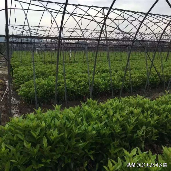 冬青树种子怎么种植（冬青树的种植方法和技术）