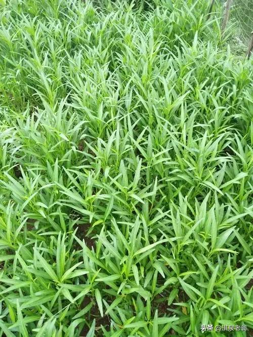 空心菜种子泡多久可以种（空心菜的种植技巧）