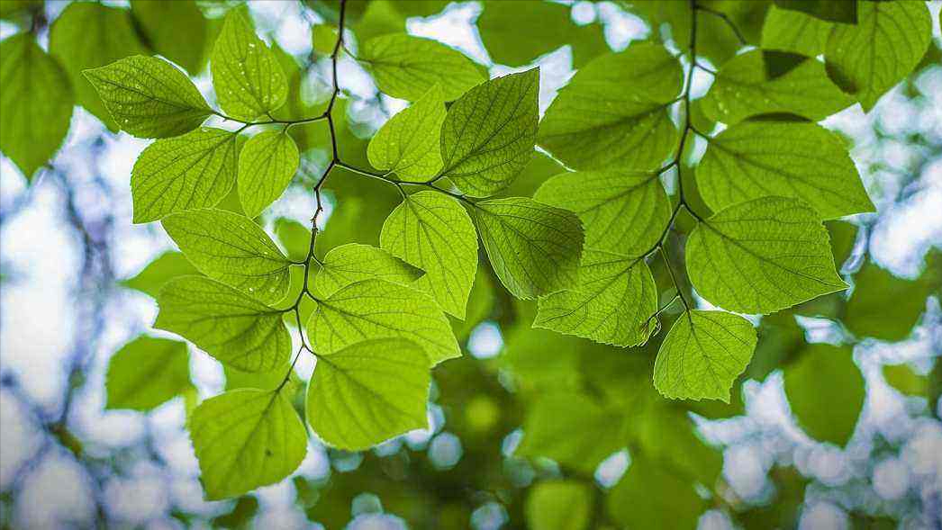 10首宋代七言绝句中的初夏：晴日暖风生麦气，绿阴幽草胜花时