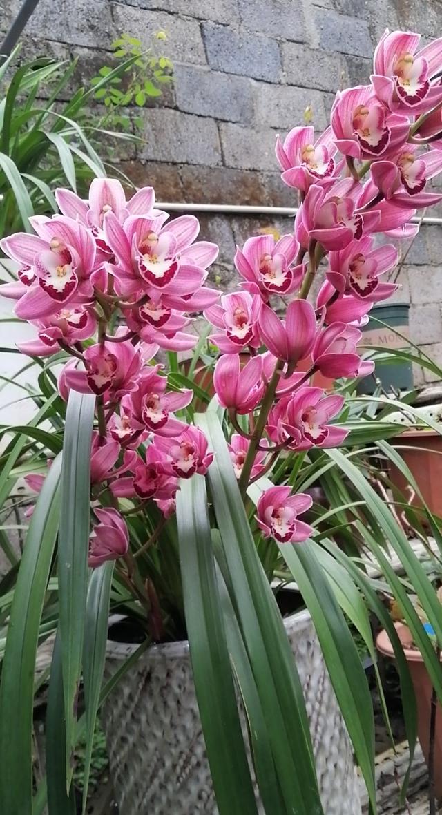 紫金朱砂多少钱一克年宵花中的