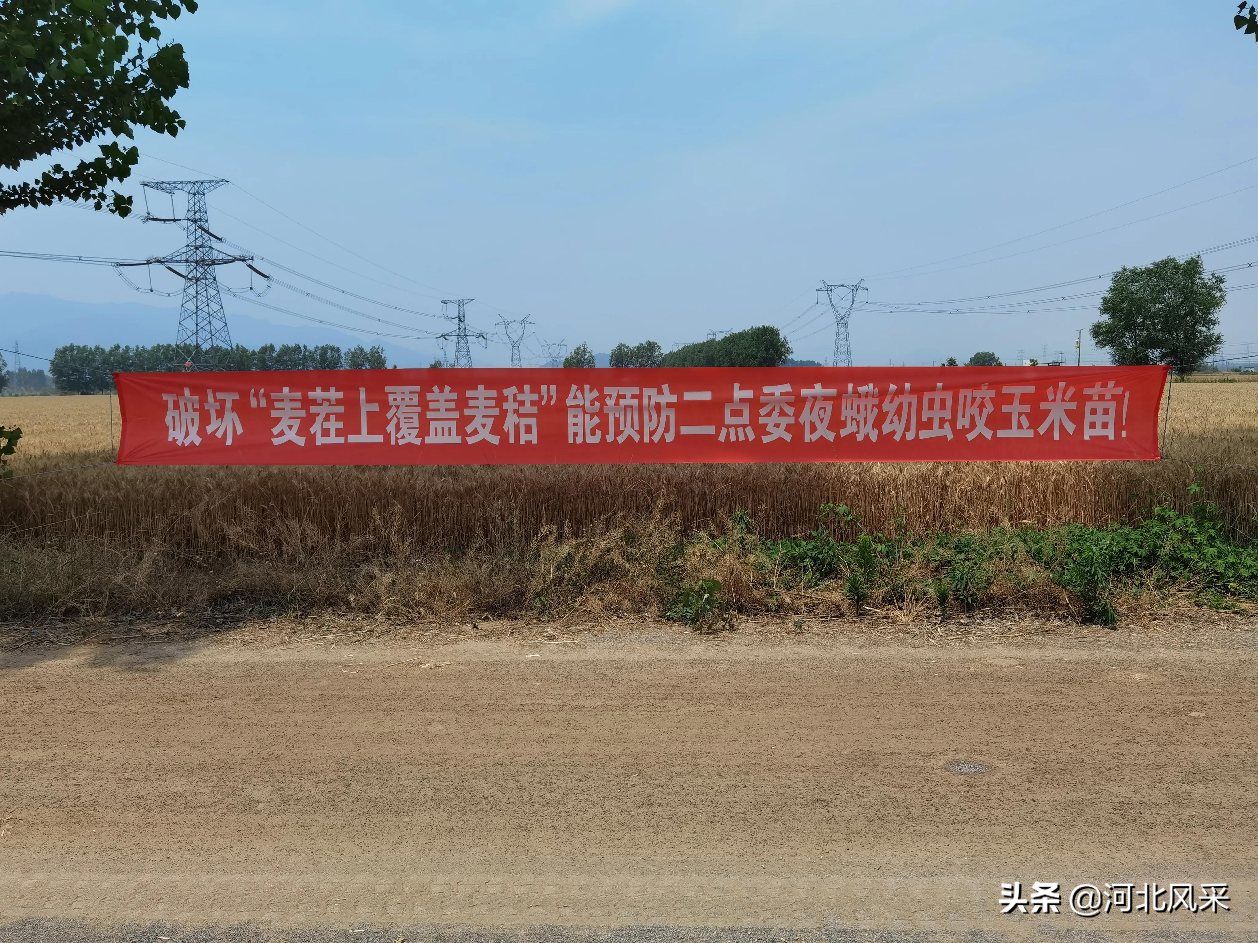 二点委夜蛾研究再创新 生态调控措施普及推广