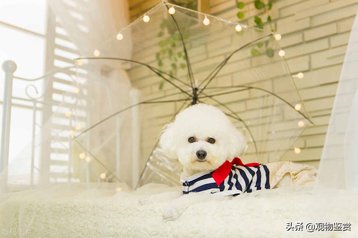 迷你贵宾犬和标准贵宾犬（泰迪犬种分类的方法）