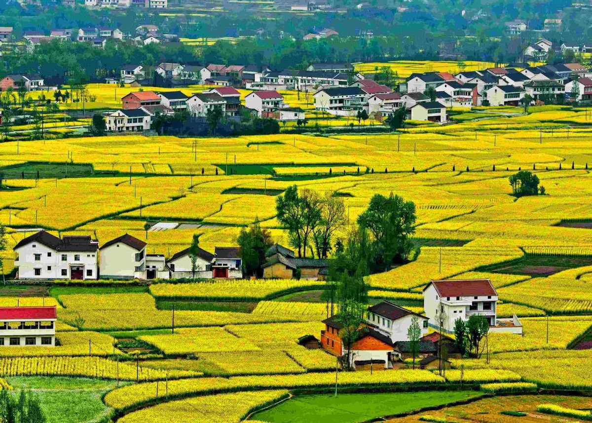 盘点全国四大最美油菜花观赏地，在金色花海中感受好春光