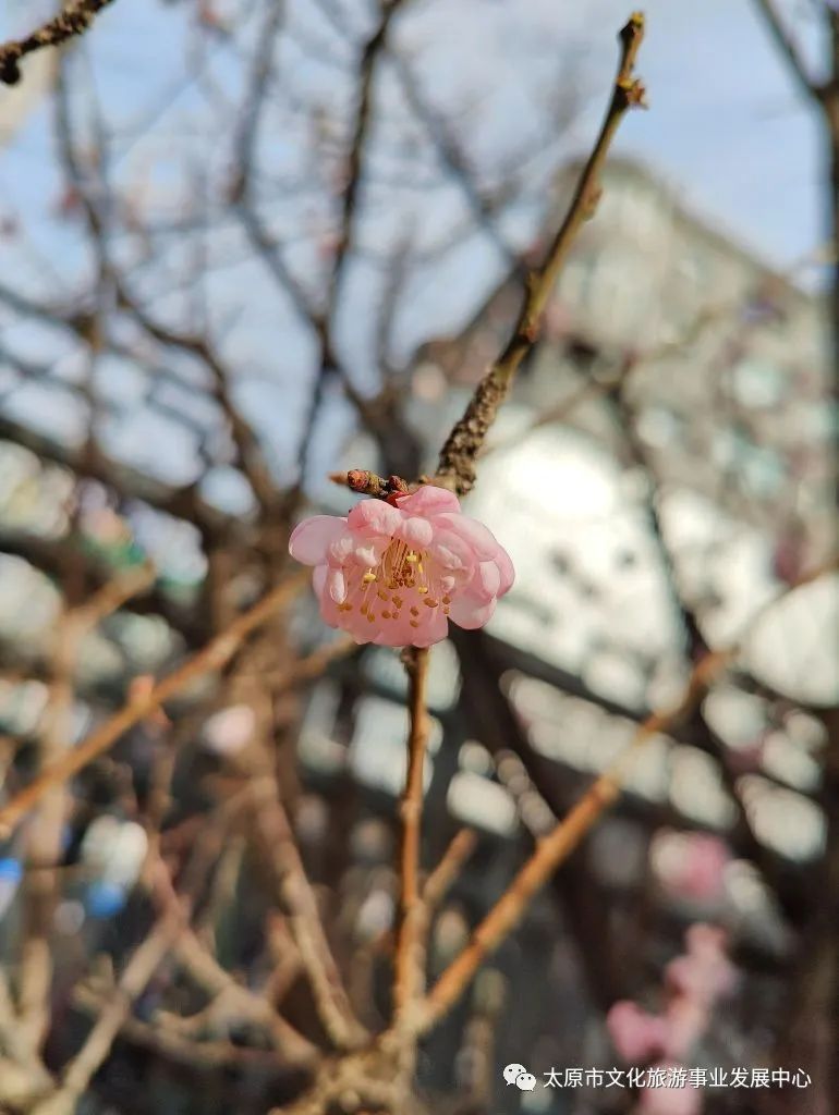 线上展览|“山河春意 锦绣太原——花的世界”主题摄影线上图片展（十二）