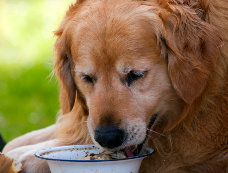 小心！狗狗这几个表现，是“狂犬病”的症状