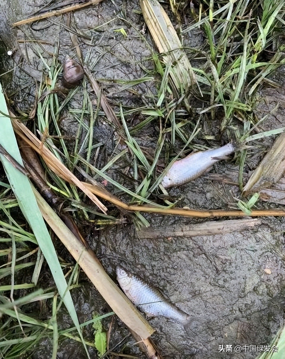 污水偷排水库？呼吁有关部门重视水质监测｜北京沙河湿地公园建设